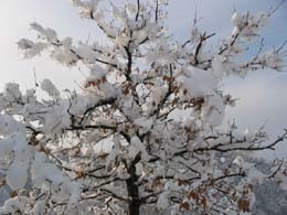 foto neve del 7 marzo 2004 alberi